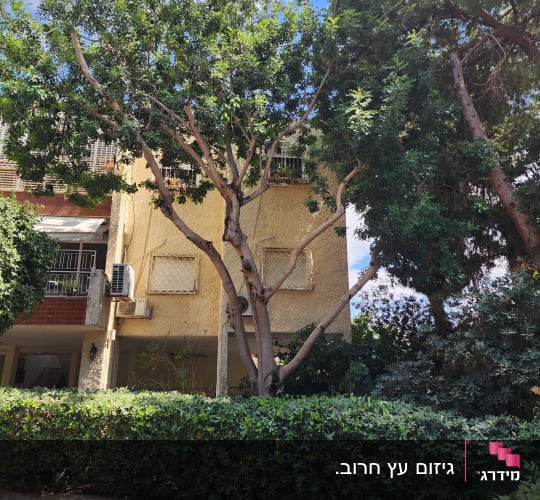עץ גזום עם ענפים וענפים על הקרקע